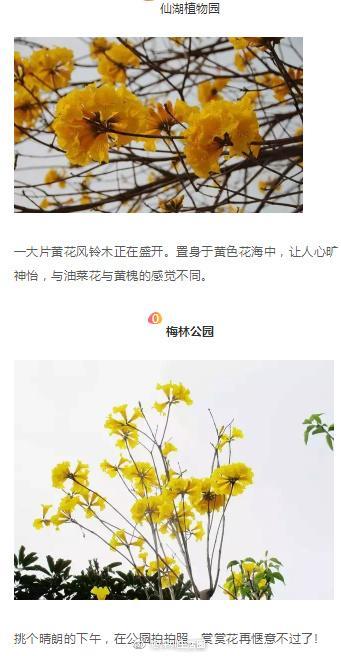 深圳这些花开了，成片花海美如画！最佳赏花地，推荐这几个！