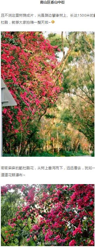 深圳这些花开了，成片花海美如画！最佳赏花地，推荐这几个！