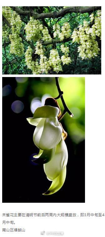 深圳这些花开了，成片花海美如画！最佳赏花地，推荐这几个！