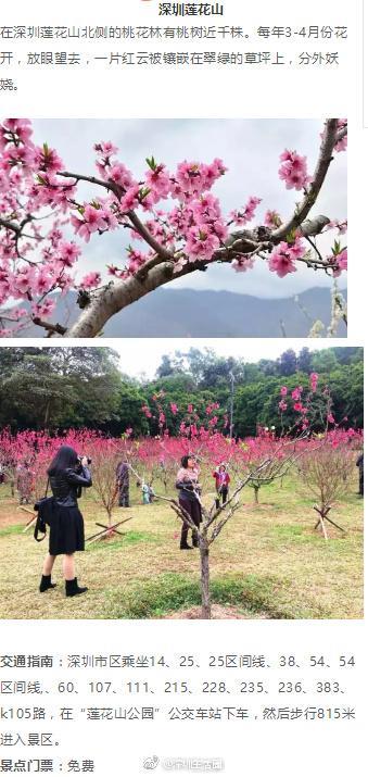 深圳这些花开了，成片花海美如画！最佳赏花地，推荐这几个！