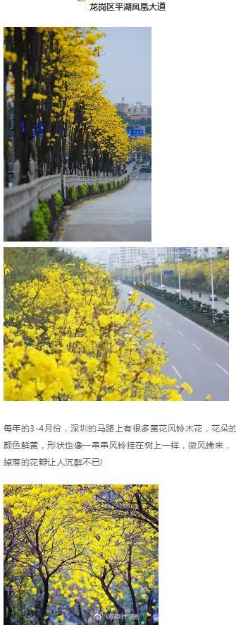深圳这些花开了，成片花海美如画！最佳赏花地，推荐这几个！