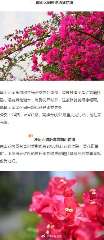 深圳这些花开了，成片花海美如画！最佳赏花地，推荐这几个！