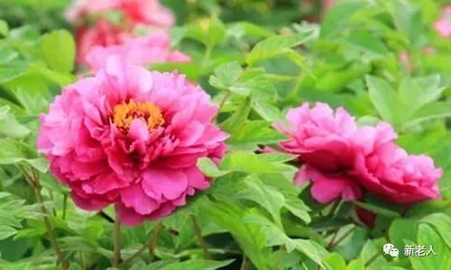 § 经典二胡名曲100首，太难得了，百听不厌~