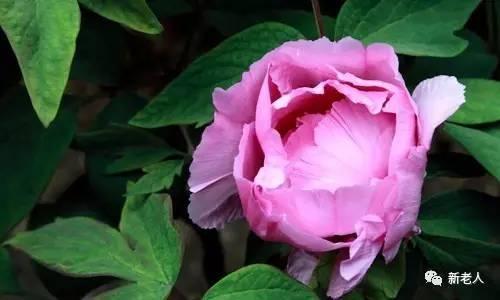 § 经典二胡名曲100首，太难得了，百听不厌~