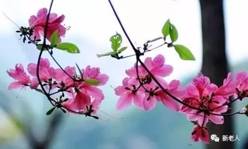 § 经典二胡名曲100首，太难得了，百听不厌~