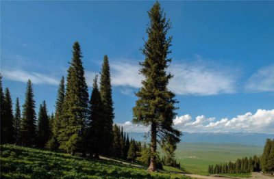 ​世界上寿命最长的树，挪威云杉活了9500年