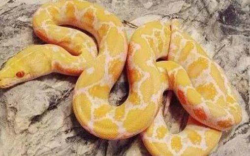 2米长的黄金蟒