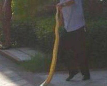 ​2米长的黄金蟒＂离家出走＂ 女主人哭肿眼:它是我的孩子