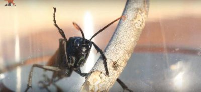 ​男子不怕死挑战最猛沙漠毒蜂，被螫后立刻全身僵硬，不能说话