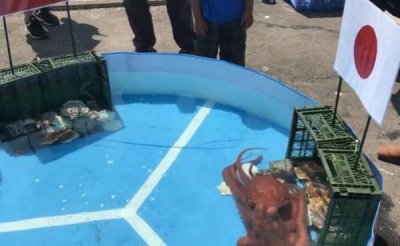 ​日本预言帝章鱼哥被煮汤, 预言准确率100%