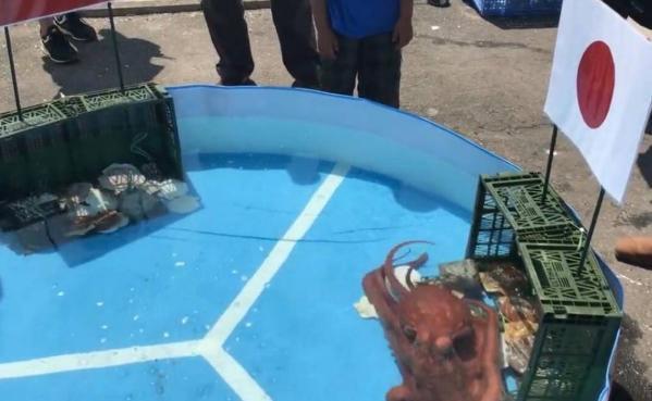 日本预言帝章鱼哥被煮汤, 预言准确率100%