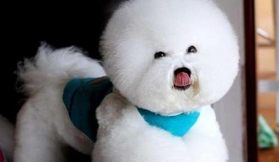 ​比熊犬是一种娇小的、强健的白色粉扑型的狗，具有欢快的性格！