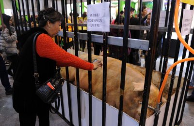 ​“巨无霸”肥猪重1480斤，刷新世界猪史纪录