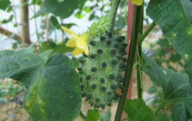 最珍贵最稀奇古怪的水果，看看有你吃过的吗？