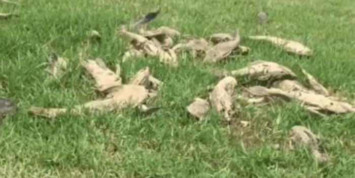 渔民们最讨厌的一种鱼，打捞上来直接扔岸上晒死，绝不能放生