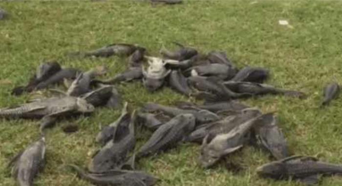 渔民们最讨厌的一种鱼，打捞上来直接扔岸上晒死，绝不能放生