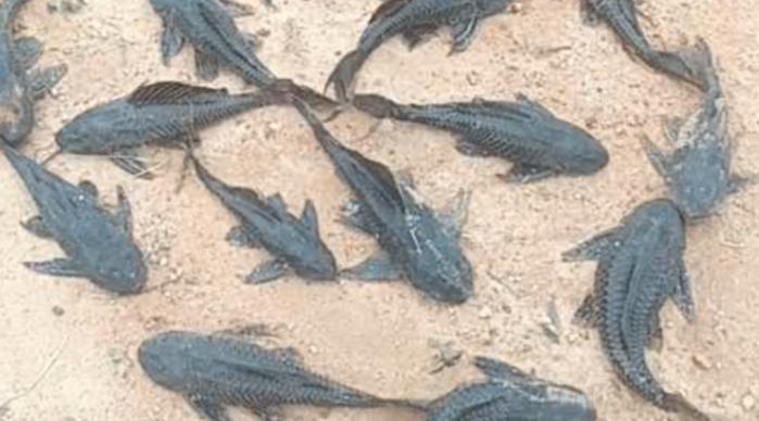 渔民们最讨厌的一种鱼，打捞上来直接扔岸上晒死，绝不能放生