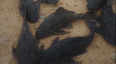 ​渔民们最讨厌的一种鱼，打捞上来直接扔岸上晒死，绝不能放生