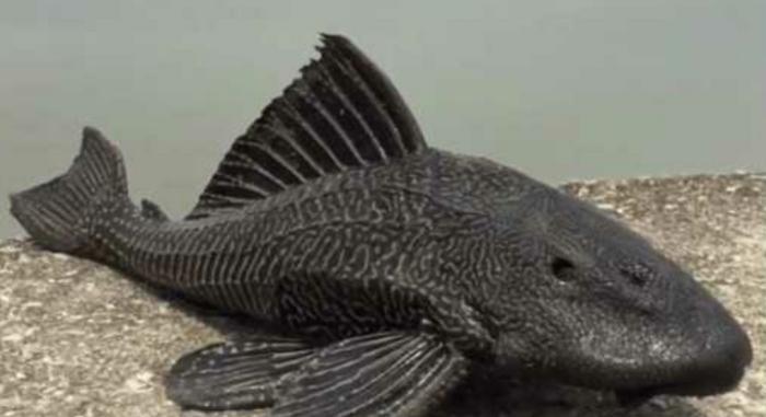 渔民们最讨厌的一种鱼，打捞上来直接扔岸上晒死，绝不能放生