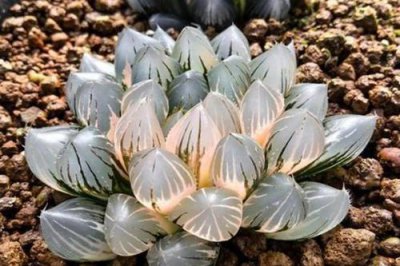 ​全球十大最贵多肉植物，第一种价格在10万左右