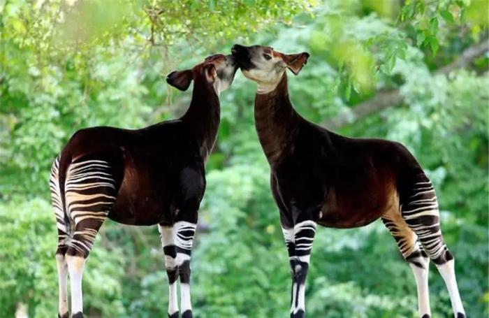 非洲“四不像”,脖子像长颈鹿,屁股像斑马,最喜欢用舌头掏耳朵 