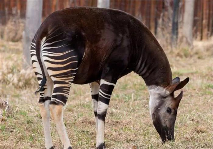 非洲“四不像”,脖子像长颈鹿,屁股像斑马,最喜欢用舌头掏耳朵 