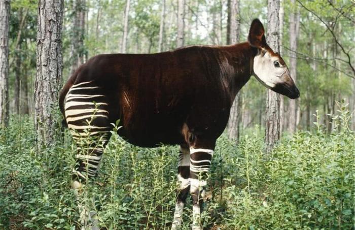 非洲“四不像”,脖子像长颈鹿,屁股像斑马,最喜欢用舌头掏耳朵 