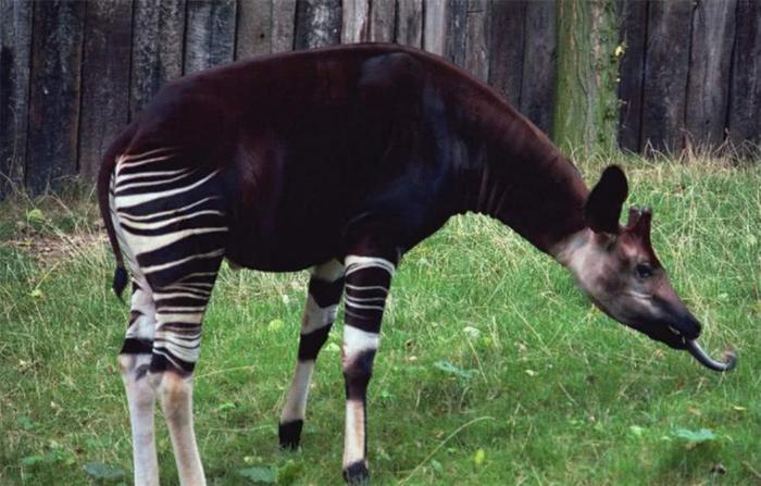 非洲“四不像”,脖子像长颈鹿,屁股像斑马,最喜欢用舌头掏耳朵 