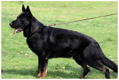 ​最优秀的犬种，东德牧羊犬你知道吗？