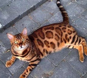 ​最近很火的一只孟加拉猫，已经帅出了天际，你们感受下...