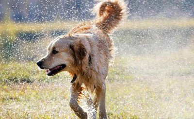 ​盘点演过电视的四种狗狗，“小七”上榜，最后一种最感人！