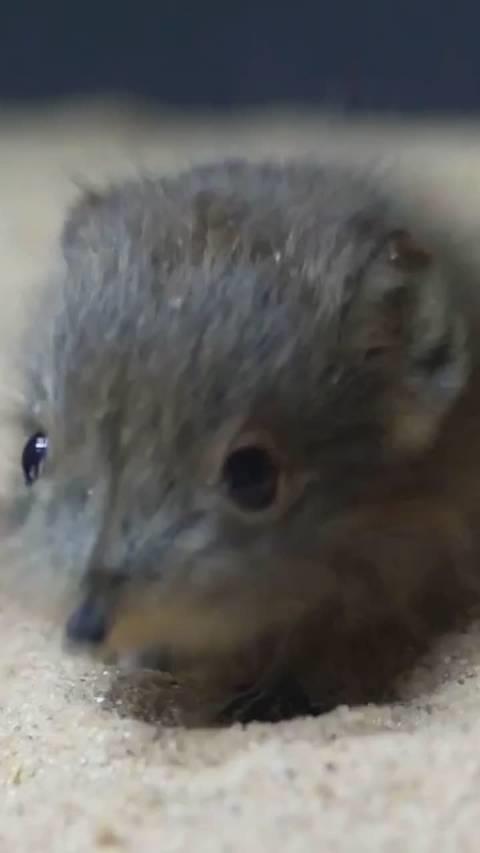 象鼬，世界上最小的象?……