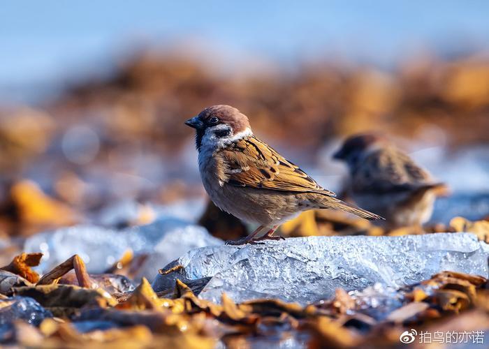 麻雀：中国最常见、分布最广的鸟类