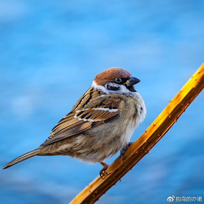 麻雀：中国最常见、分布最广的鸟类