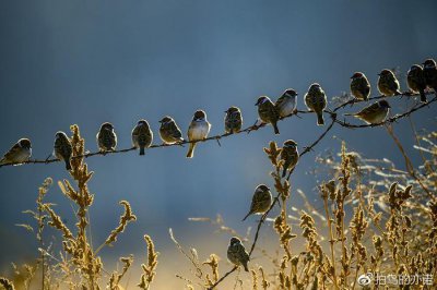 ​麻雀：中国最常见、分布最广的鸟类