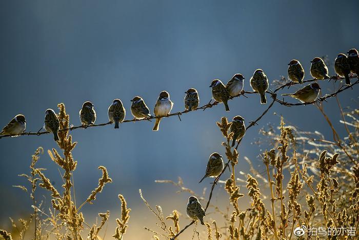 麻雀：中国最常见、分布最广的鸟类