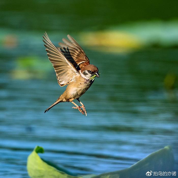 麻雀：中国最常见、分布最广的鸟类