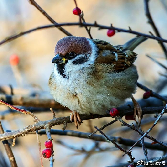 麻雀：中国最常见、分布最广的鸟类