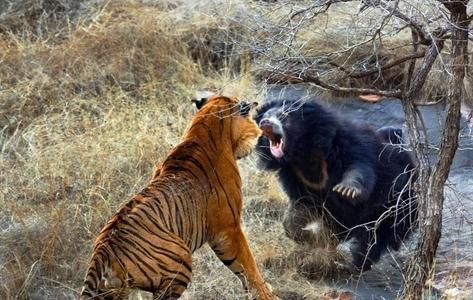 老虎和熊谁更强？其实老虎只能欺负一种熊，这两种熊虐它很轻松