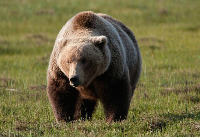 老虎和熊谁更强？其实老虎只能欺负一种熊，这两种熊虐它很轻松