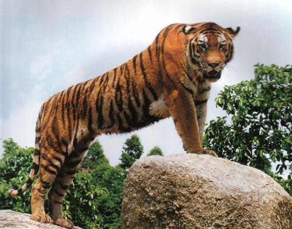 老虎和熊谁更强？其实老虎只能欺负一种熊，这两种熊虐它很轻松