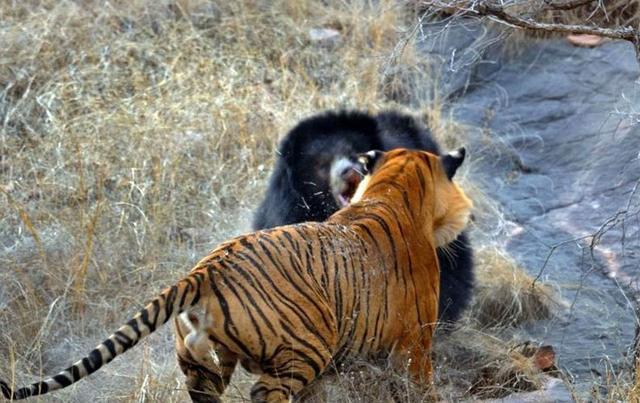 老虎和熊谁更强？其实老虎只能欺负一种熊，这两种熊虐它很轻松