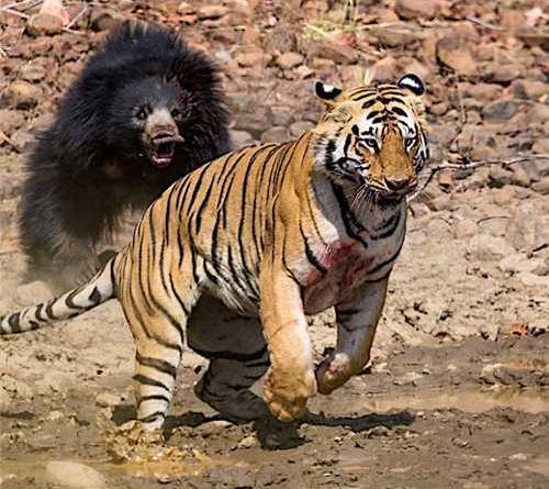 老虎和熊谁更强？其实老虎只能欺负一种熊，这两种熊虐它很轻松