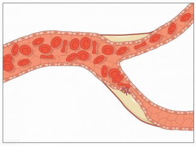 ​藏在身边的“血管清道夫”！才卖3元一斤，随手一炒，鲜脆又下饭