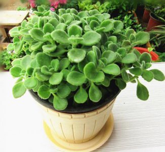 ​生活中常见的驱蚊花，就是这6种，家里养几盆，蚊子不进你家门