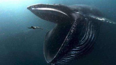 ​鲸鱼喜欢吞人？被鲸鱼吞了还能活吗？被骗多年终于知道了
