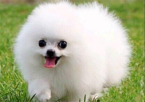 长不大的宠物狗