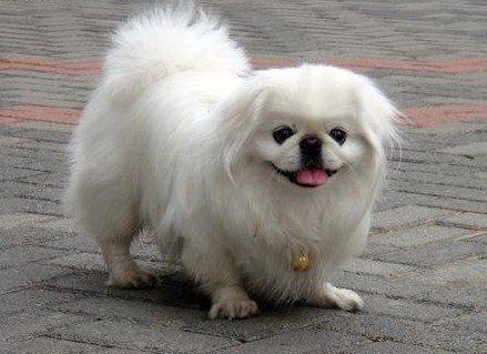 长不大的宠物狗