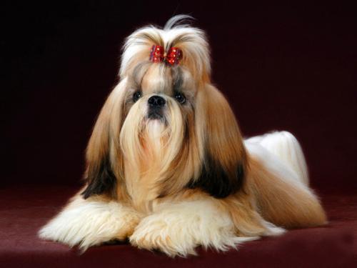 长不大的宠物狗