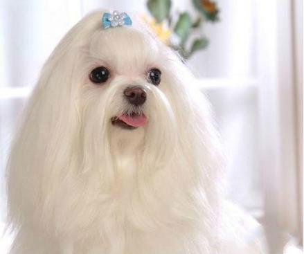 长不大的宠物狗